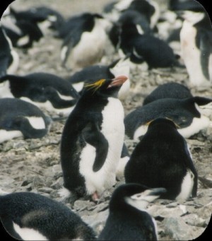 Selectie op Antarctica, in een kolonie keelband-pinguins vind je uiteindelijk toch een macaroni-pinguin.
